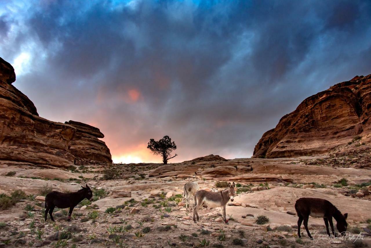 Bedouin Pink Ecohouse Bed & Breakfast Wadi Musa Exterior foto